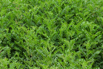 green leaves natural background, close up