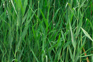 Obraz premium Green reed background. Nature concept