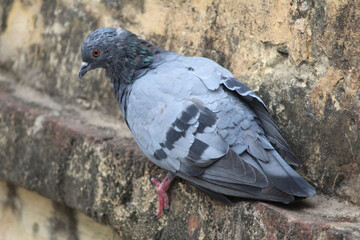 Pigeon on a ground or pavement in a city. Pigeon standing. Dove or pigeon 