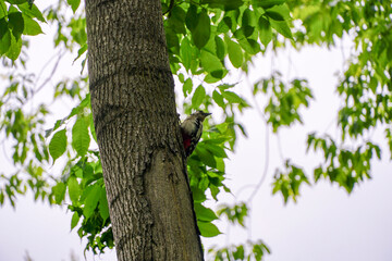 Obraz premium young spotted woodpecker Dendrocopos major sits on a tree in summer, green foliage 
