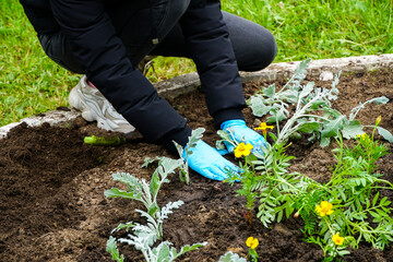 Naklejka premium the process of cultivating flower beds, women's hands in latex gloves plant decorative plants 
