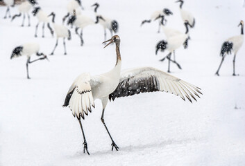 Obraz premium Dancing Crane. The ritual marriage dance of juvenile red-crowned crane. Scientific name: Grus japonensis, also called the Japanese crane or Manchurian crane. Natural habitat. Japan