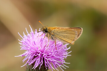 A Small Skipper Butterfly nectaring on knapweed