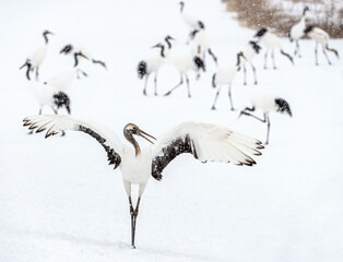 Dancing Crane. The ritual marriage dance of juvenile red-crowned crane. Scientific name: Grus japonensis, also called the Japanese crane or Manchurian crane. Natural habitat. Japan
