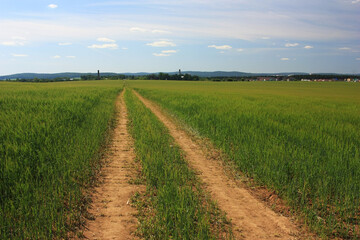 Country road in a rye field