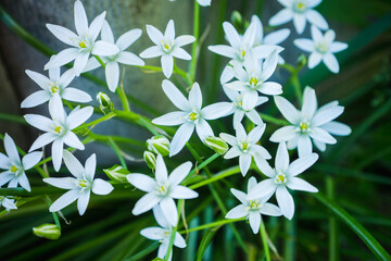 Blooming white Ornithogalum in the garden. Selective focus.
