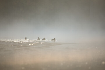 Mgła nad jeziorem o wschodzie © M