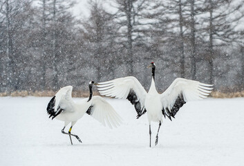 Obraz na płótnie Canvas Dancing Cranes. The ritual marriage dance of cranes. The red-crowned crane. Scientific name: Grus japonensis, also called the Japanese crane or Manchurian crane. Natural Habitat. Japan.