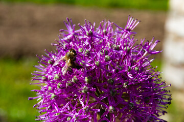 Obraz premium wasp pollinates blooming garlic on a bright sunny day
