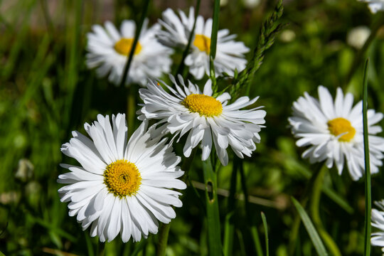 daisy flowers on a background of green grass in summer bright sunny day