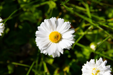 Obraz premium daisy flowers on a background of green grass in summer bright sunny day