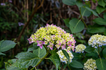 公園の紫陽花