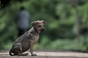 Stray dog ​​was waiting for someone to bring food.