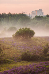 A lone tree on a hill with blooming lupines in the morning mist. Urban Park landscape