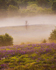 A lone dead tree on a hill with blooming lupines in the morning mist. Urban Park landscape