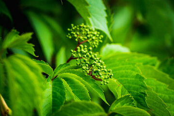 Parthenocissus tricuspidata (Virginia creeper) in the garden. Shallow depth of field.