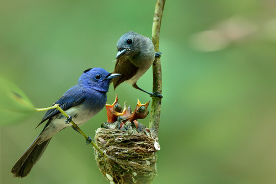Warm family of black-naped monarch or blue flycatcher (Hypothymis azurea) with new fledged chicks fresh hatched from eggs
