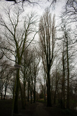 trees in the park winter