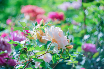 Blooming roses in the park on a natural background