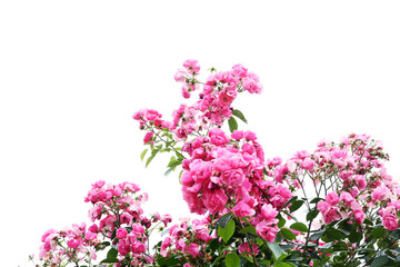 バラ　レオナルドダビンチ