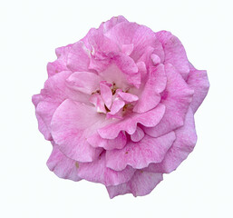pink carnation flower isolated