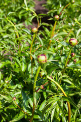 Unopened peony buds close up vertical