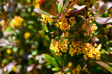 Yellow barberry flowers with maroon leaves, close-up, horizontal