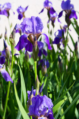 Purple iris flower vertical,  close up