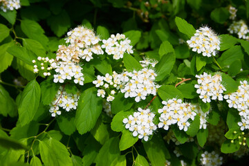 Blooming white bush close up