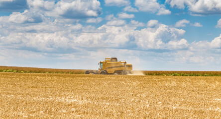 Fototapeta premium Harvesting of wheat in summer. Yellow harvester working in the field. Combine harvester agricultural machine collecting golden ripe wheat on the field. 