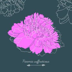 Vector peony flower isolated on dark background. Hand drawn botanical scetch.