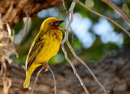 Close up of a little yellow Cape weaver male
