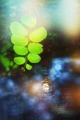 green leaves in water