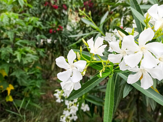 White oleander flowers or nerium in garden close up. Oleander flowers in full bloom to make a...