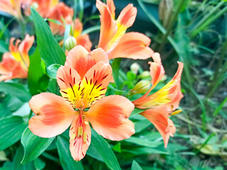 Alstroemeria orange flowers in full bloom to make a colourful floral background. Close-up of beautiful peruvian lily, lily of the Incas.