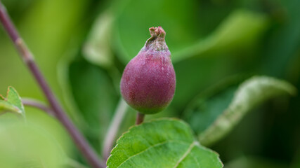 Little red apple on the trees in the vegetable garden.