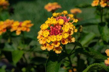 yellow flowers in the garden