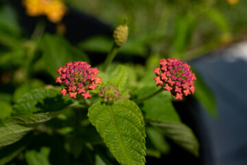 red and yellow flowers