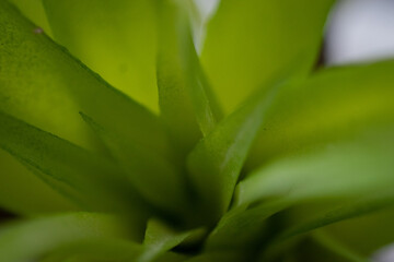 Obraz premium close up of a plant