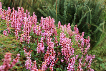 Obraz premium a beautiful group of Himalayan bistorta flower or knotweed (bistorta affinis).