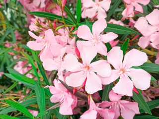 Pink oleander flowers or nerium in garden close up. Oleander flowers in full bloom to make a colourful floral background. Macro, blur