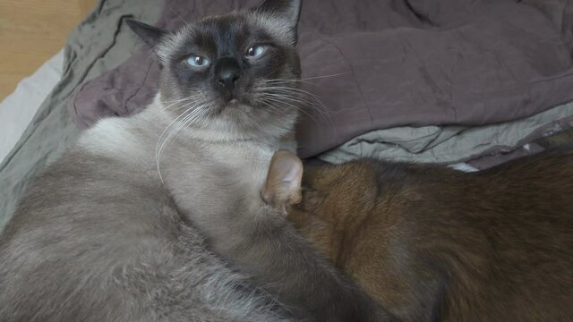 Kitten sucks milk in adult cat,Adult cat mekong bobtail and kitten somali.
