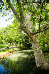 Pond in Sempione Park (Parco Sempione) in Milan.