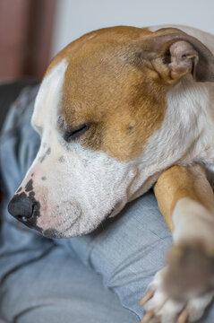 Indoor Portrait of Sleeping Cute Red American Staffordshire Terrier Dog 