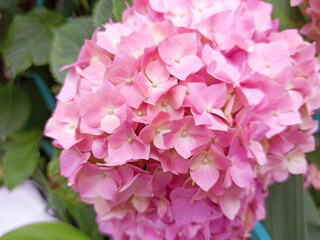 Pink flowers of hydrangea close-up. Natural hydrangea flowers background.