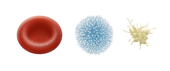 Red blood cell. White blood cell. Platelet - obrazy, fototapety, plakaty