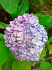 Blue hydrangea flower, Hydrangea macrophylla, blooming in spring and summer in a garden. Close up, blur