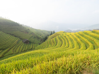 Fototapeta na wymiar Longshen Rice fields in Chengdu, China