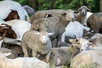 Fototapeta premium Schafe auf dem Russberg bei Tuttlingen