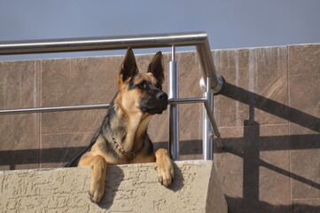 perro, pastor, alemana, animal, mascota, canino, pastor alemán, retrato, mamífero, perro pastor, cuca, policía, café, mascota, sentada, amiga, engendrar, purasangre, pedigrí, domestica, animal, natura © Alejandro